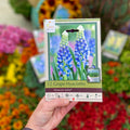 Muscari Julia 12 Bulbs/Package