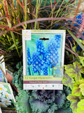 Muscari Dark Eyes