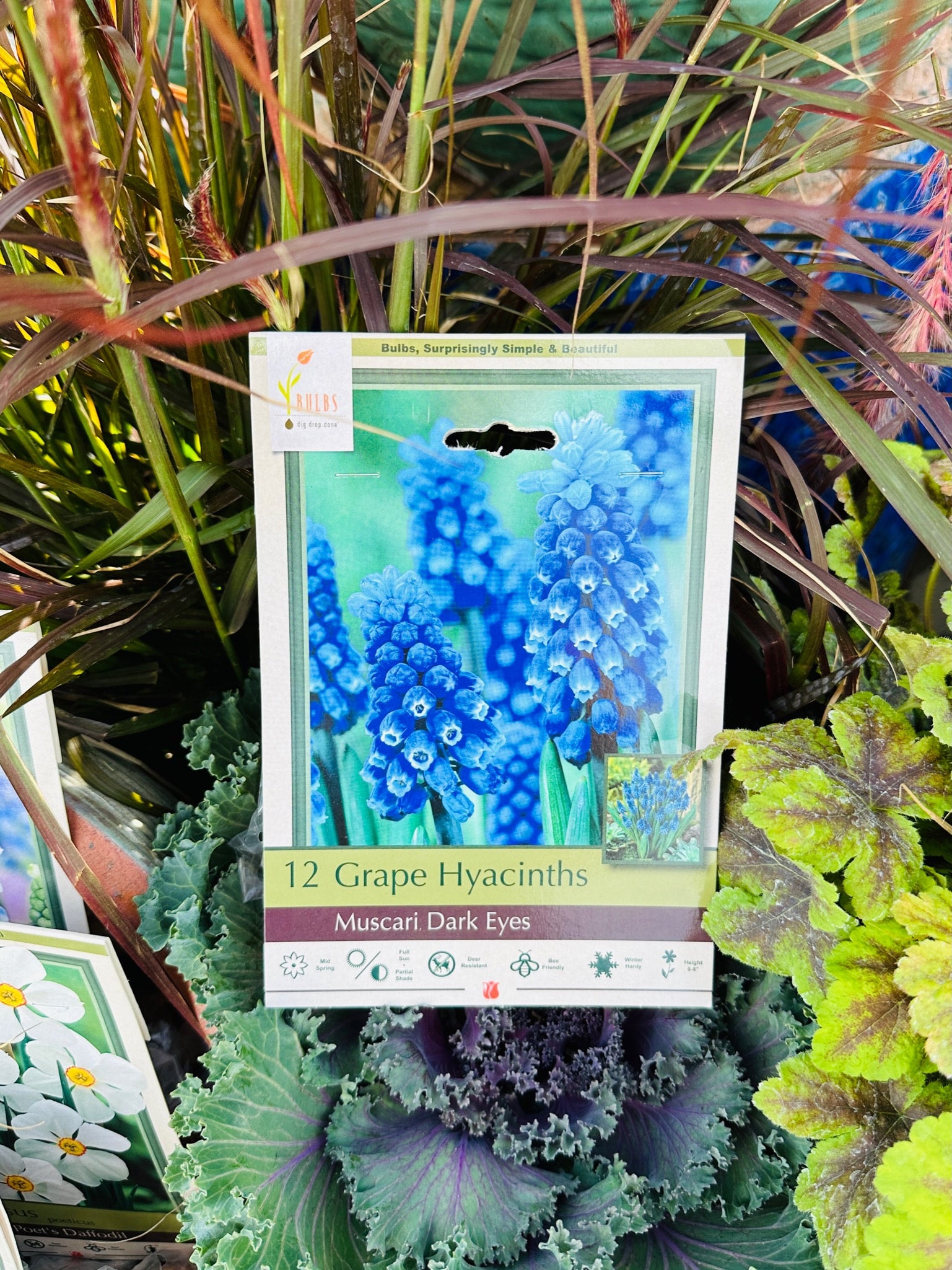 Muscari Dark Eyes