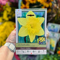Narcissus Dutch Master Trumpet 5 Bulbs/Package