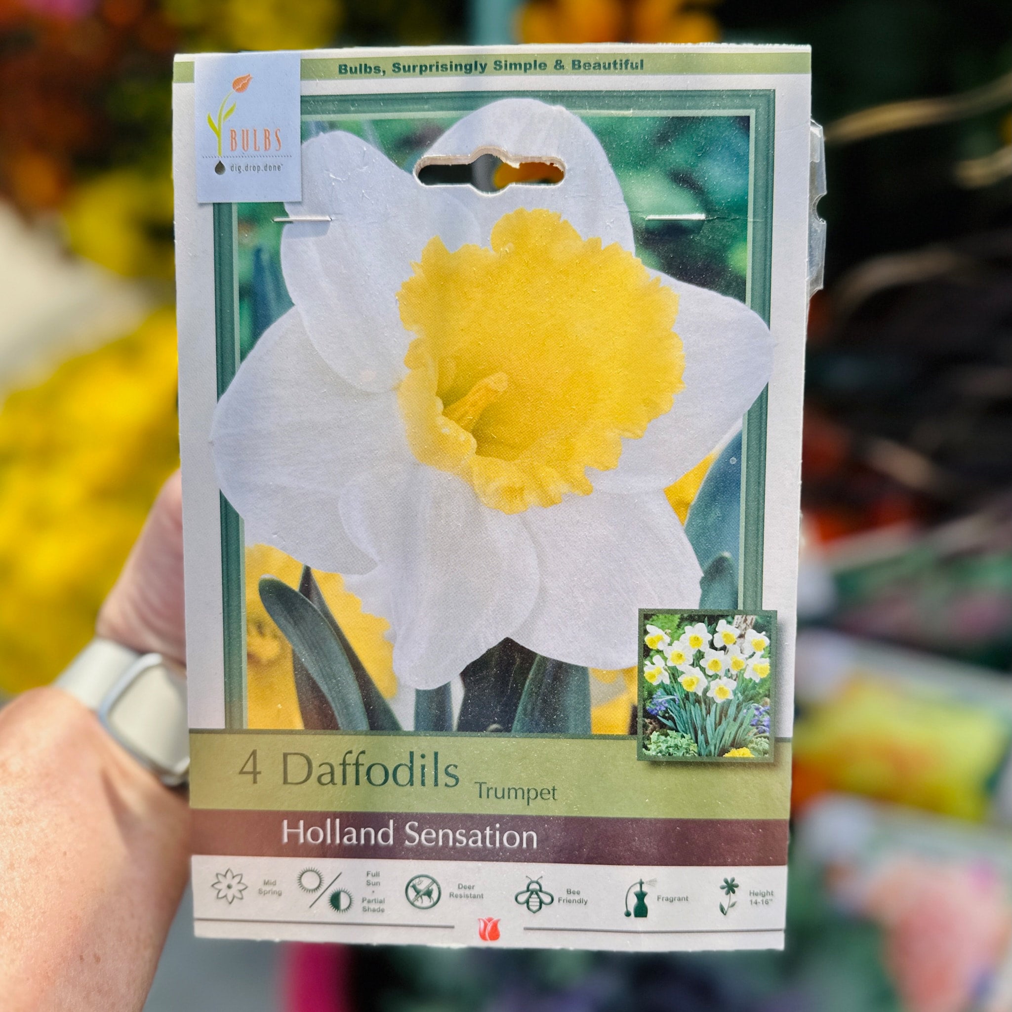 Narcissus Holland Sensation