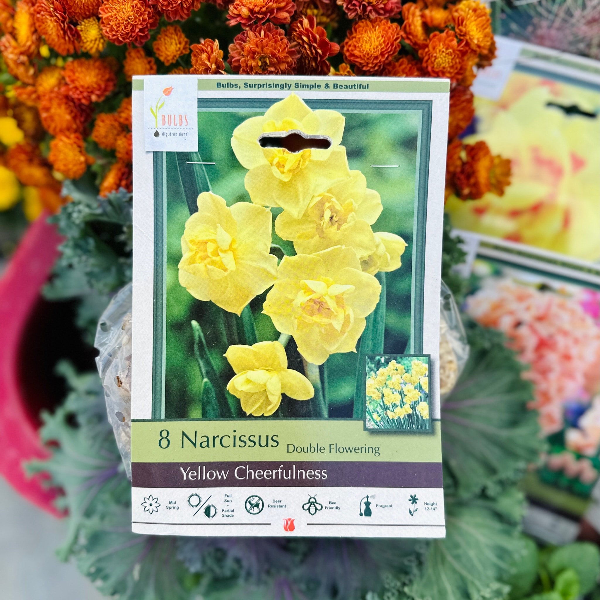 Narcissus Tete A Tete