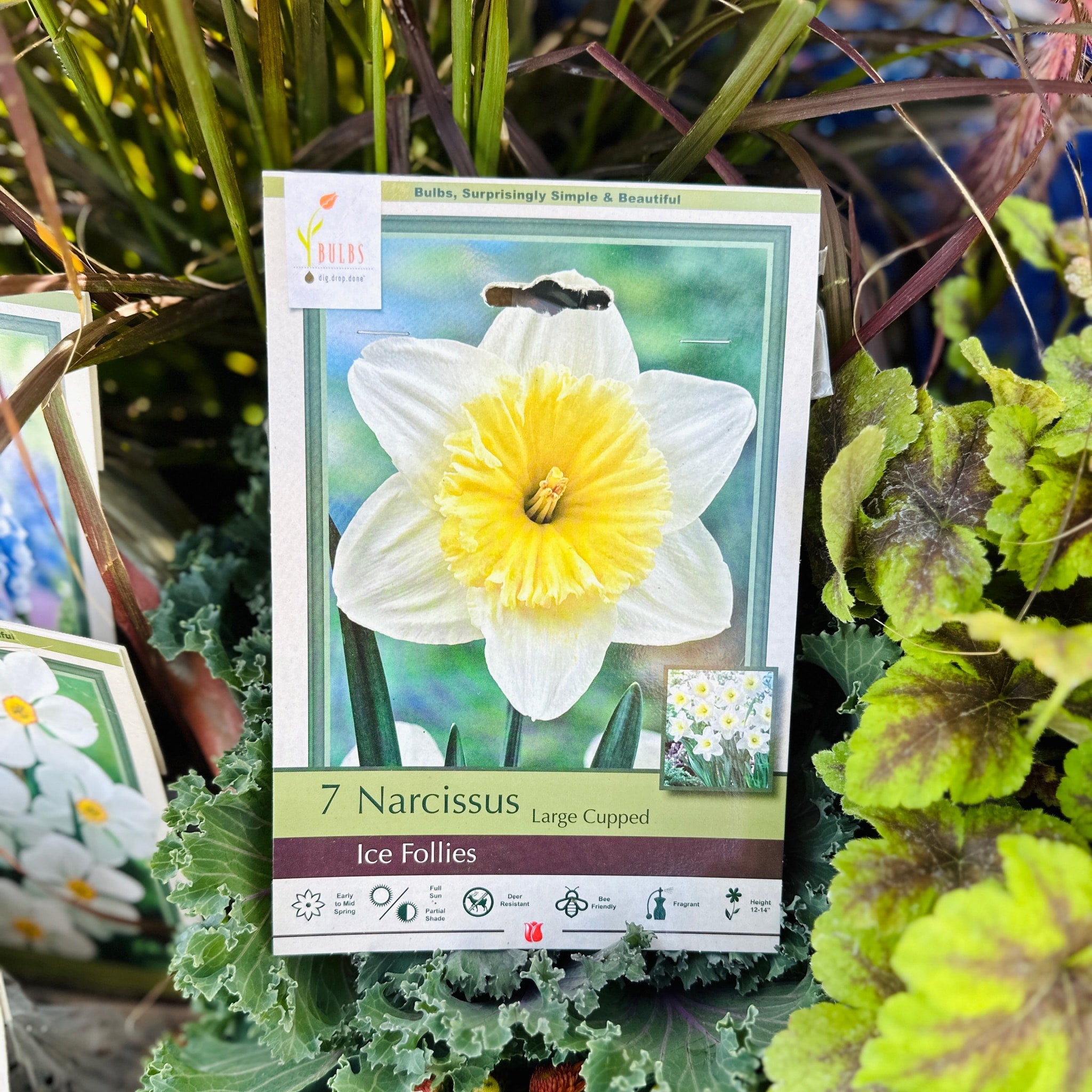 Narcissus Ice Follies