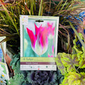 Tulip Purple Dance