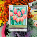 Tulip Apricot Impression