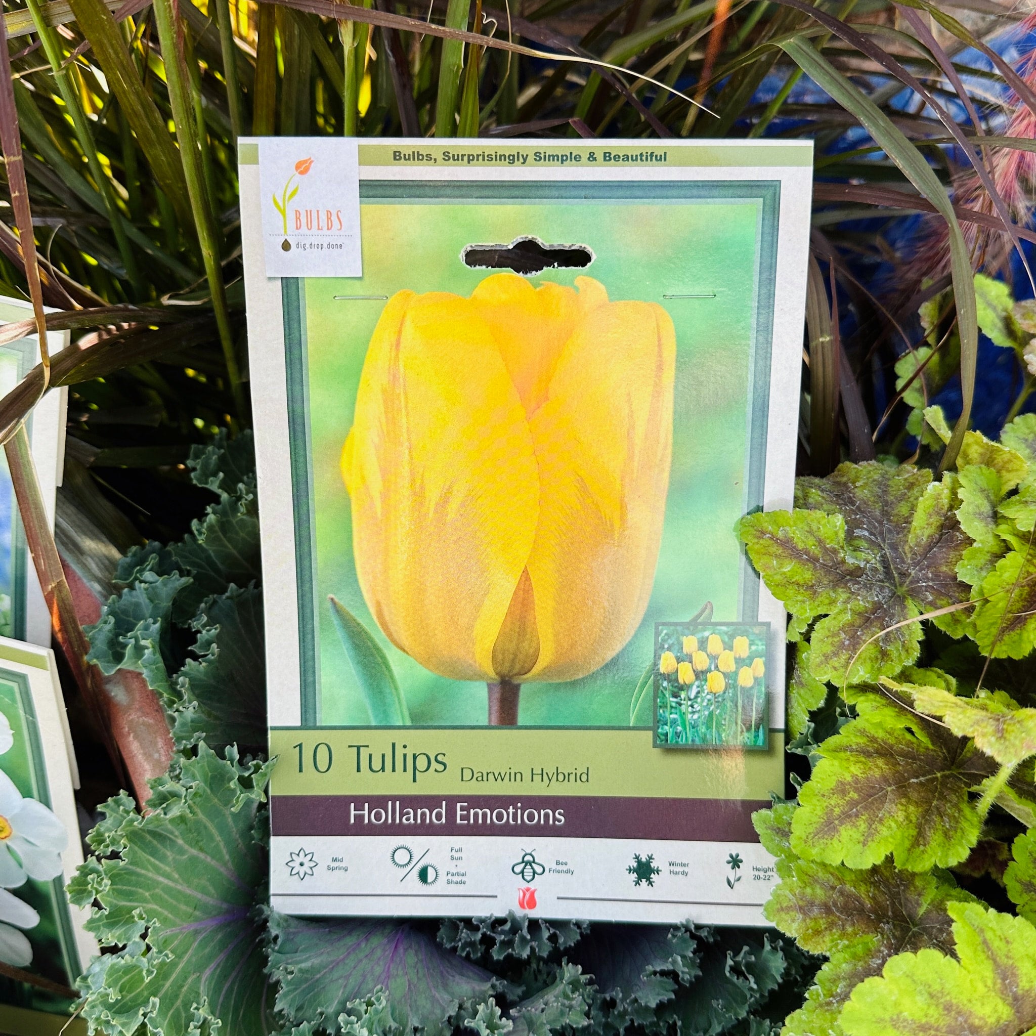 Tulip Holland Emotions