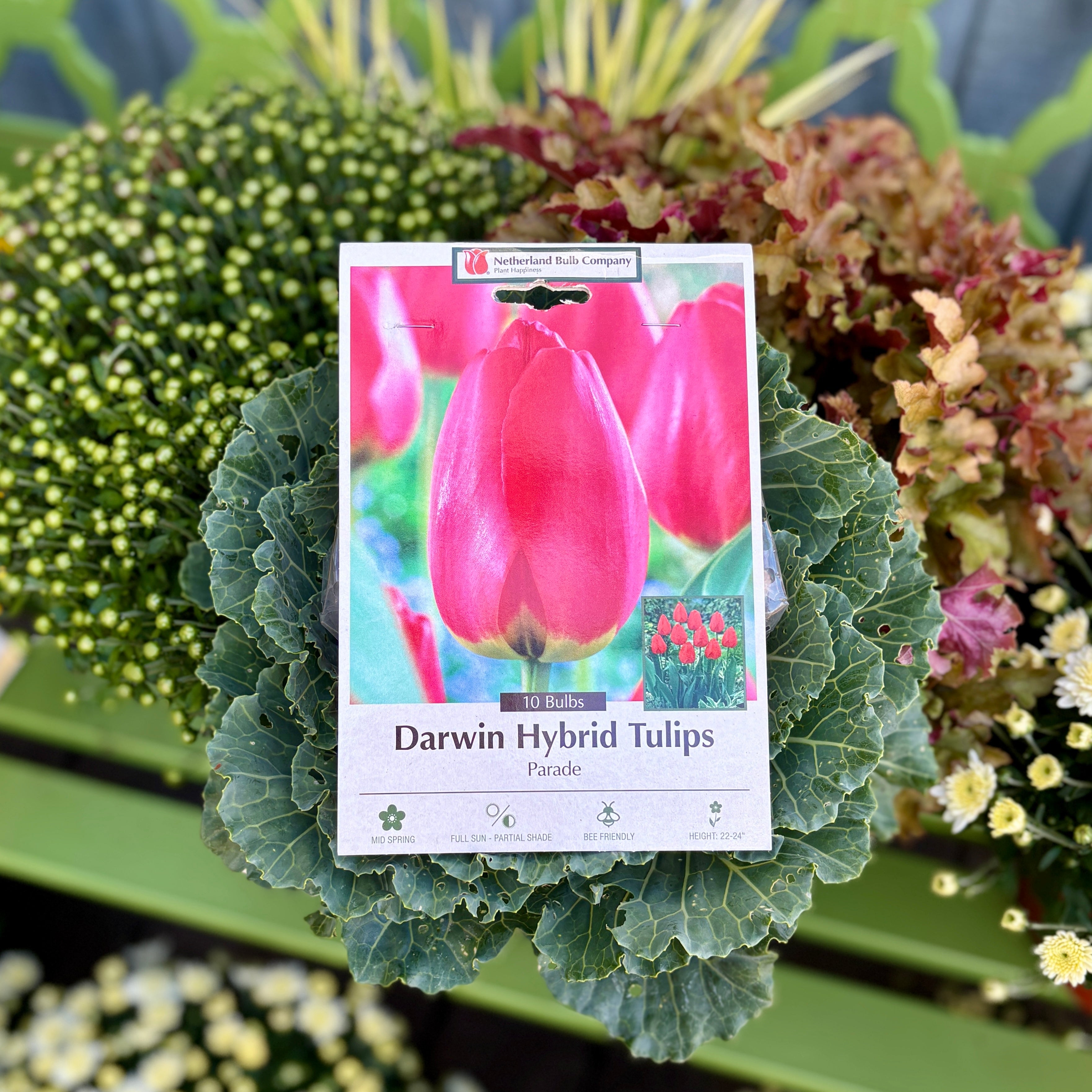 Tulip Parade Darwin Hybrid
