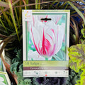 Tulip Carnaval De Rio