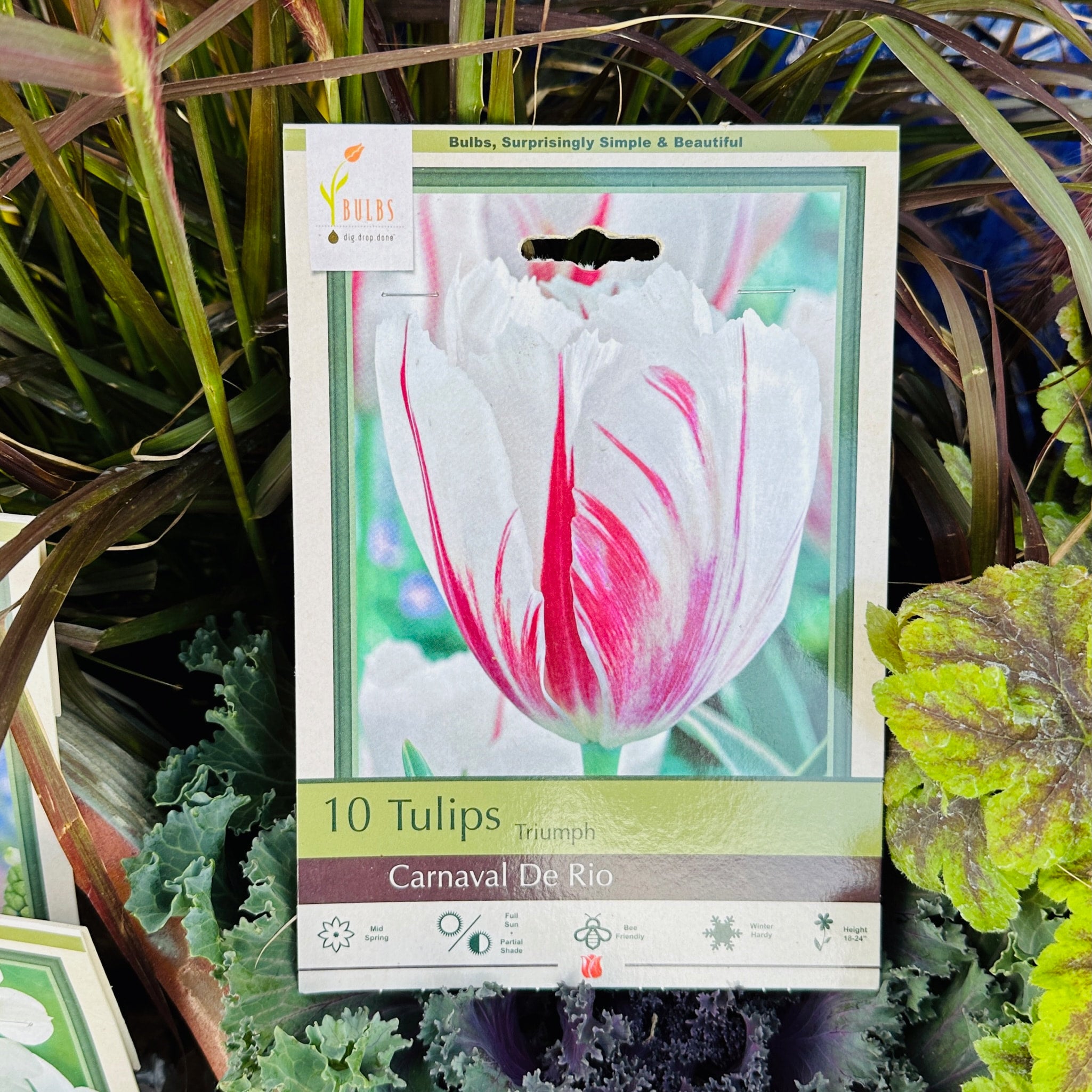Tulip Carnaval De Rio