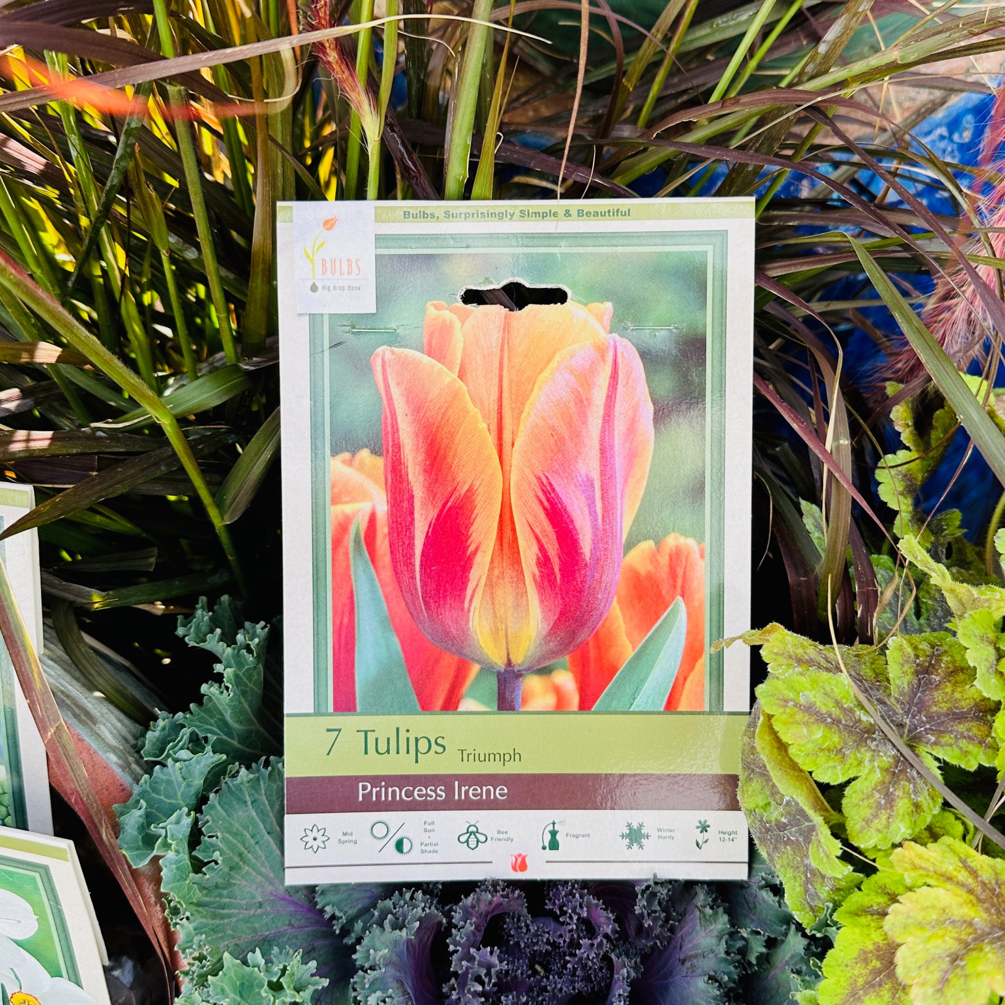 Tulip Princess Irene