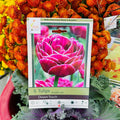 Tulip Dream Touch