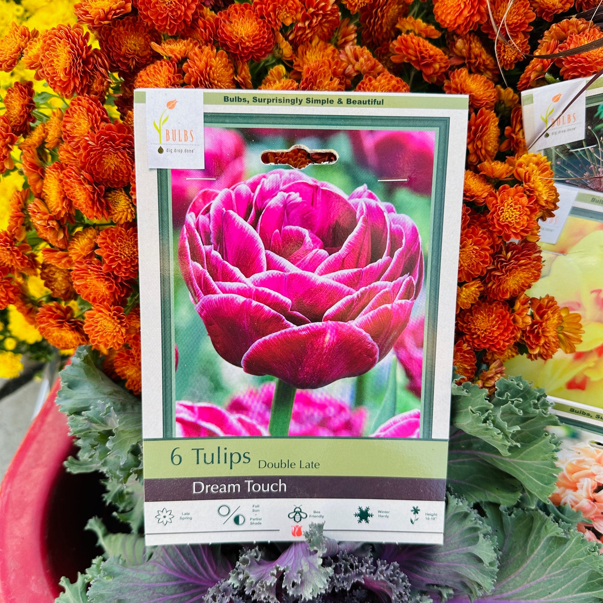 Tulip Dream Touch
