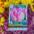 Tulip Foxtrot