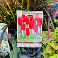 Tulip Ariel