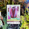 Tulip Queen Of Night