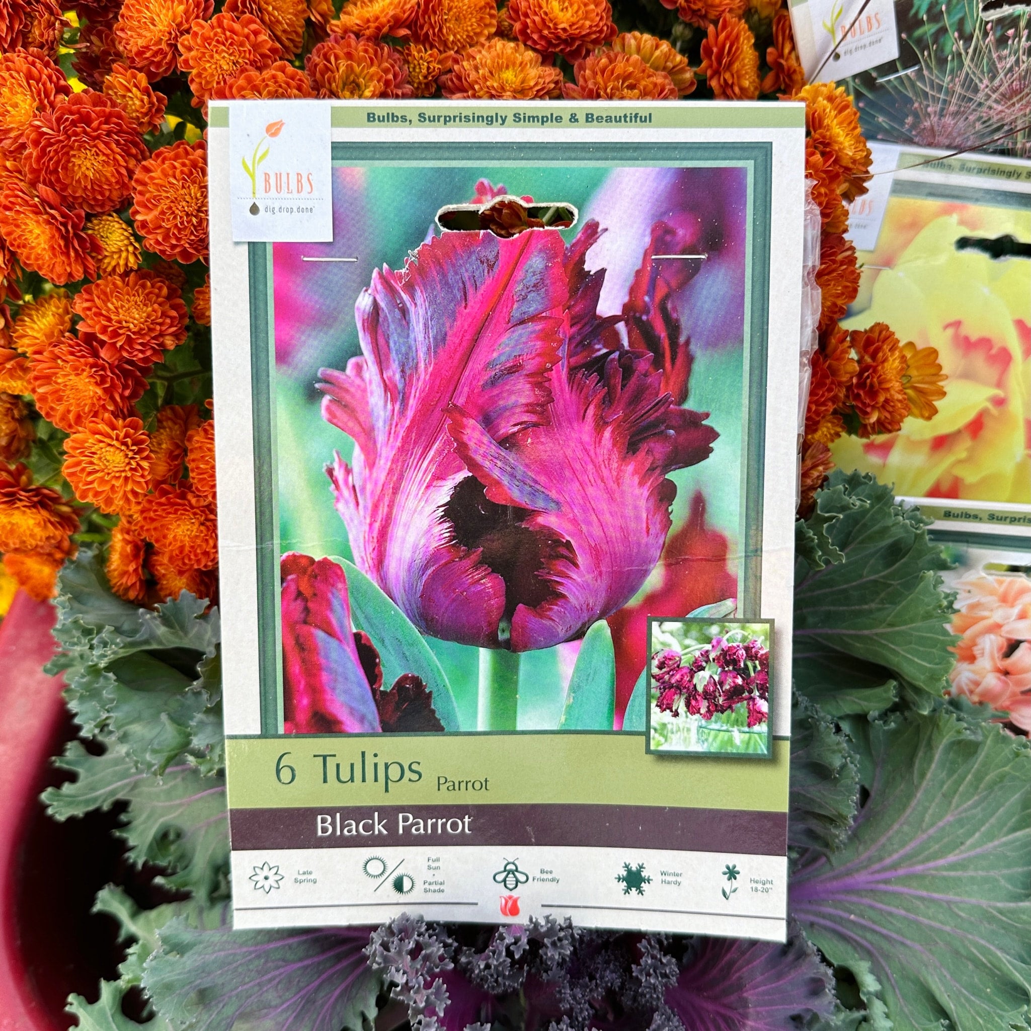 Tulip Black Parrot