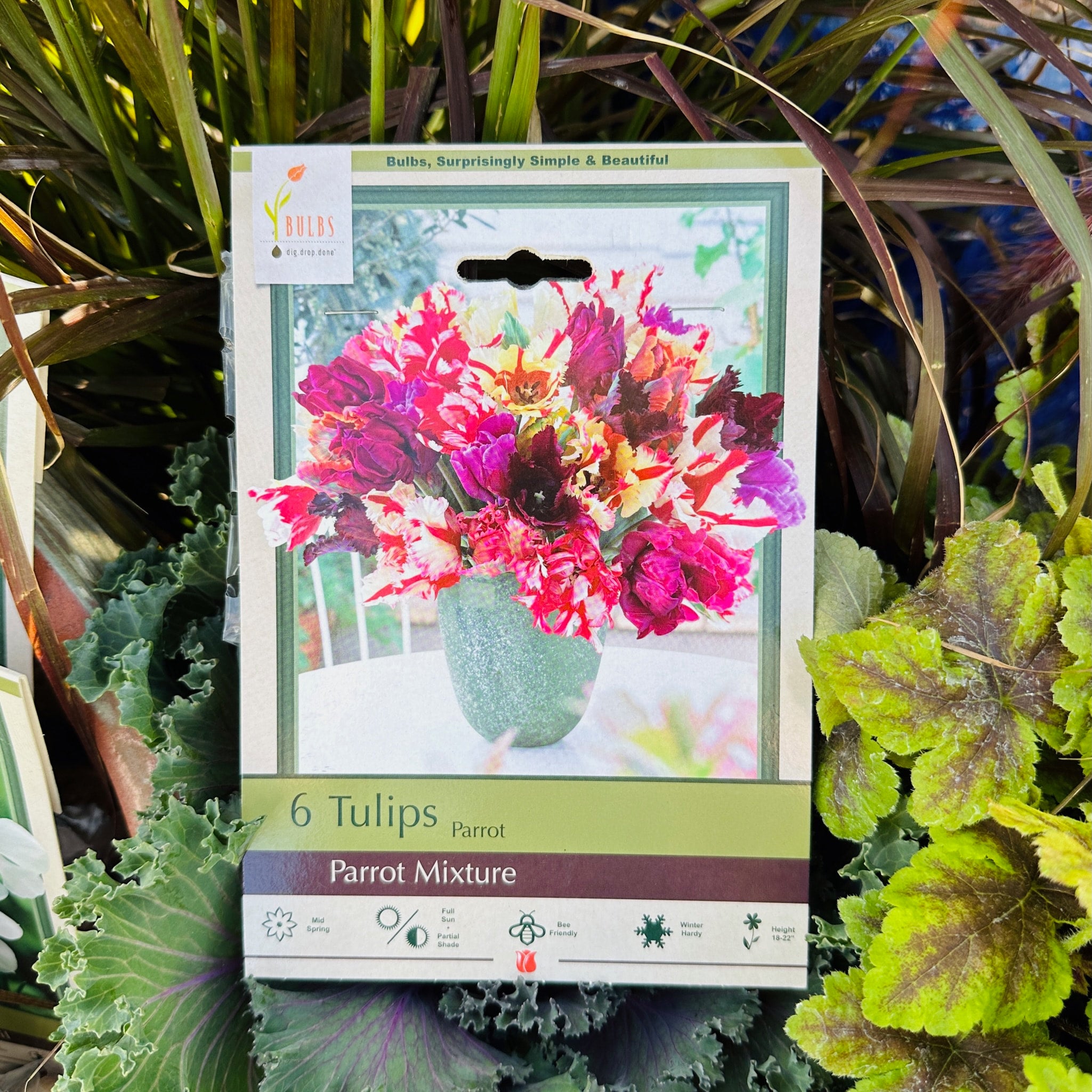 Tulip Parrot Mixture