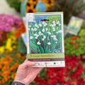Giant Snowdrop/Leucojum Aestivum