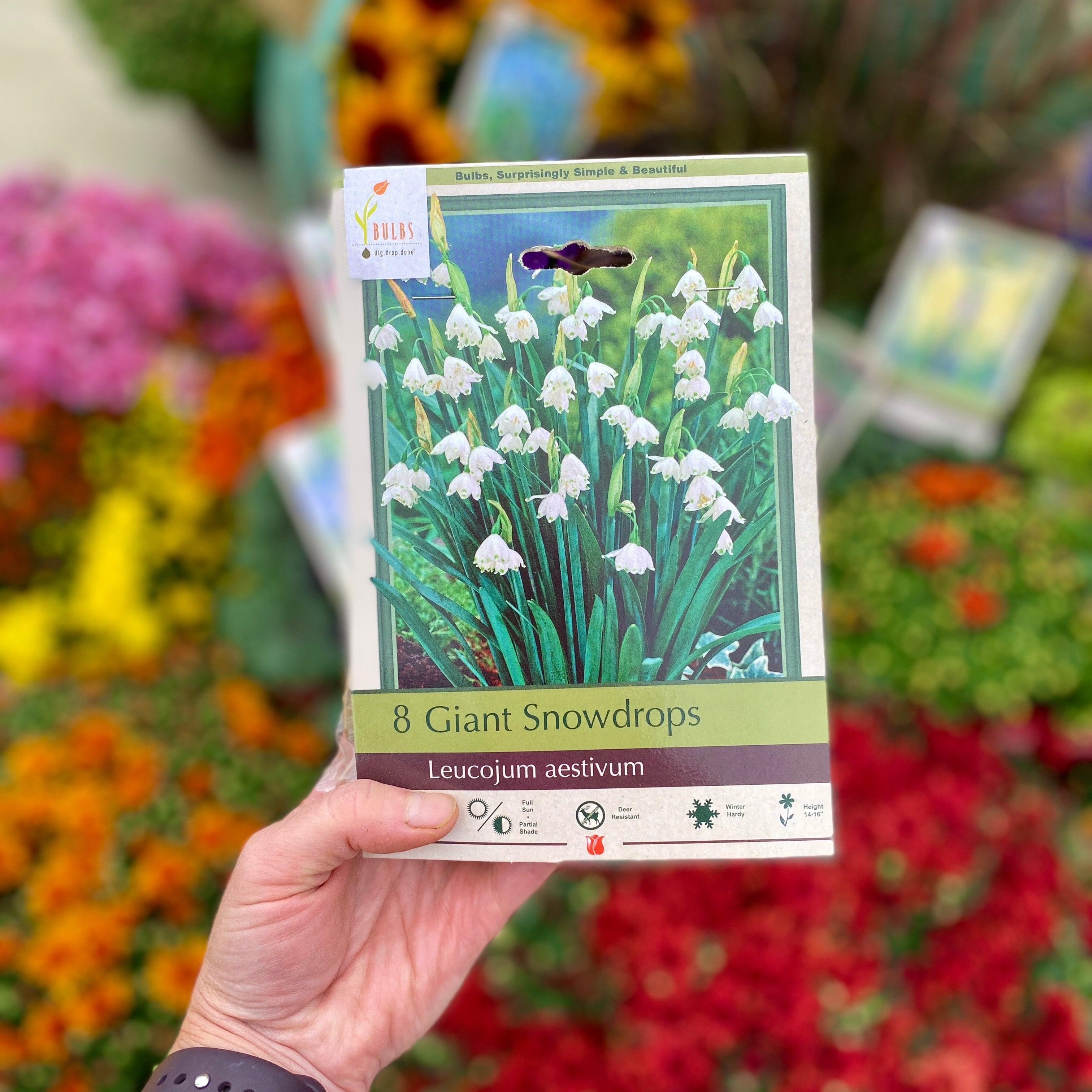 Giant Snowdrop/Leucojum Aestivum