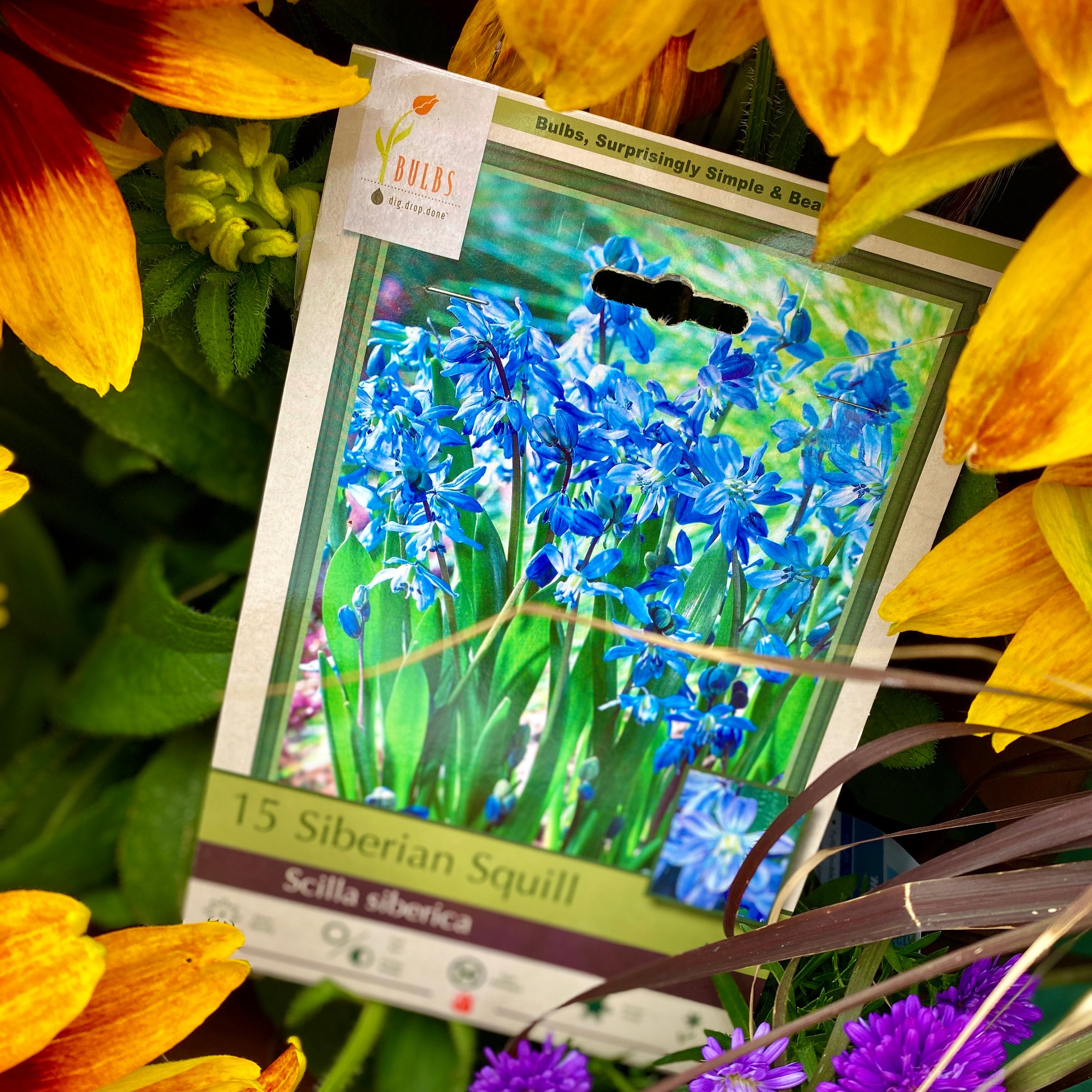 Scilla Siberia Squill