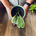 Hoya Kerri Albo Vining 4"