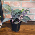 Tradescantia Purple Moon 4"