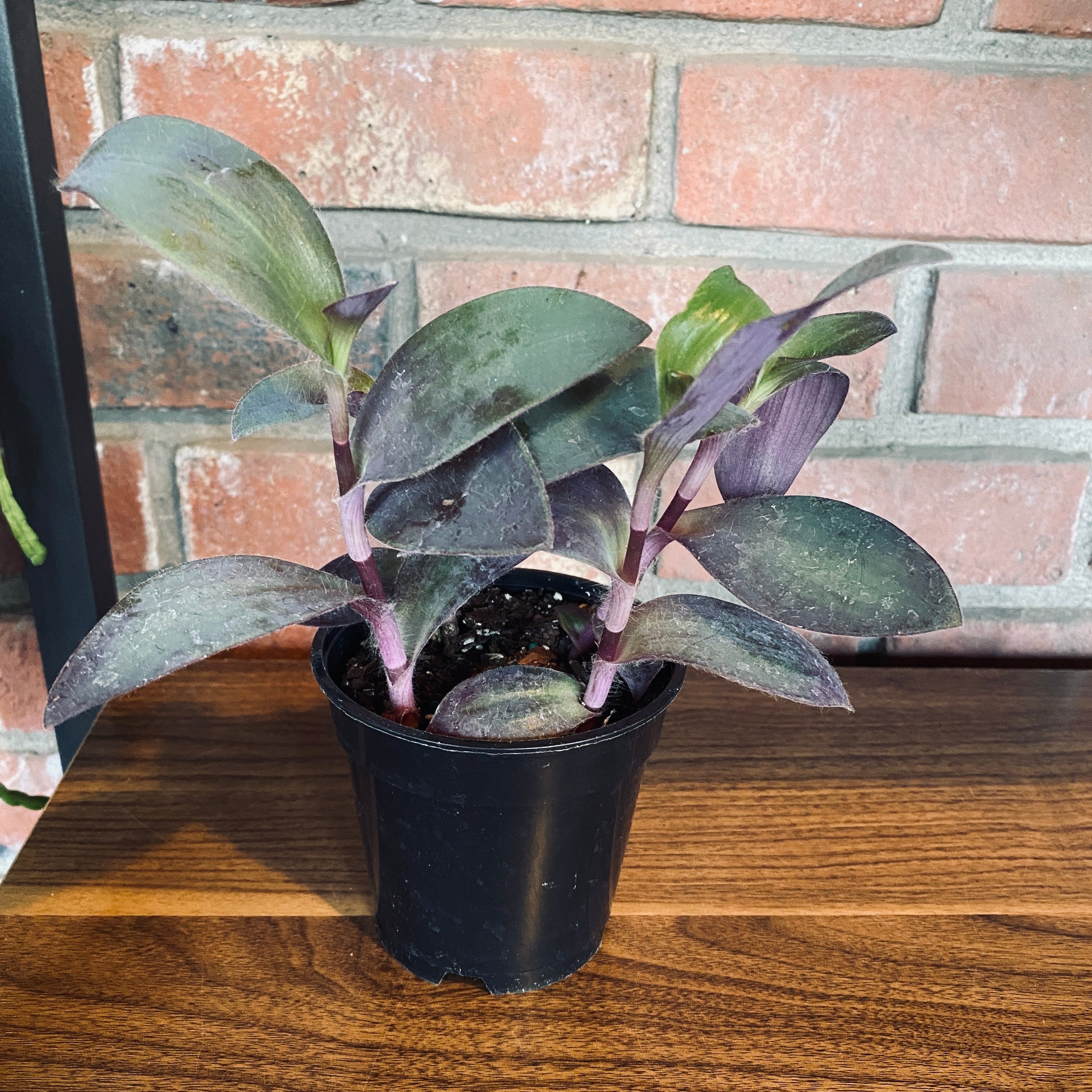 Tradescantia Purple Moon 4"