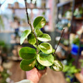 Hoya Australis 4"