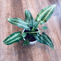 Schismatoglottis Drop Tongue 6"