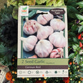 Seed Garlic German Red