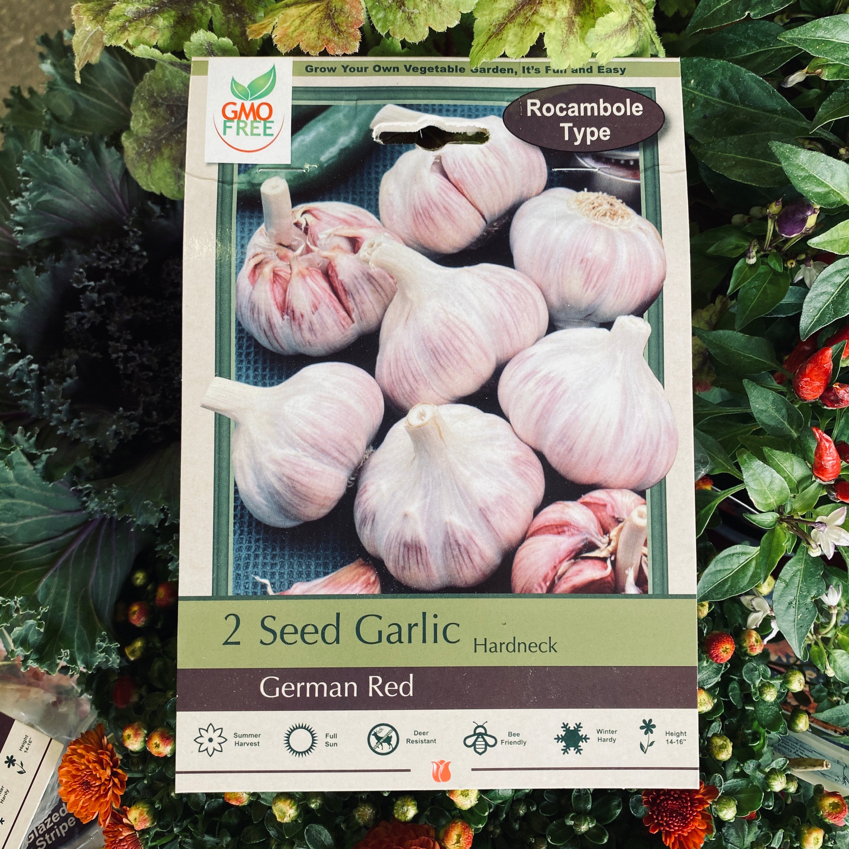 Seed Garlic German Red