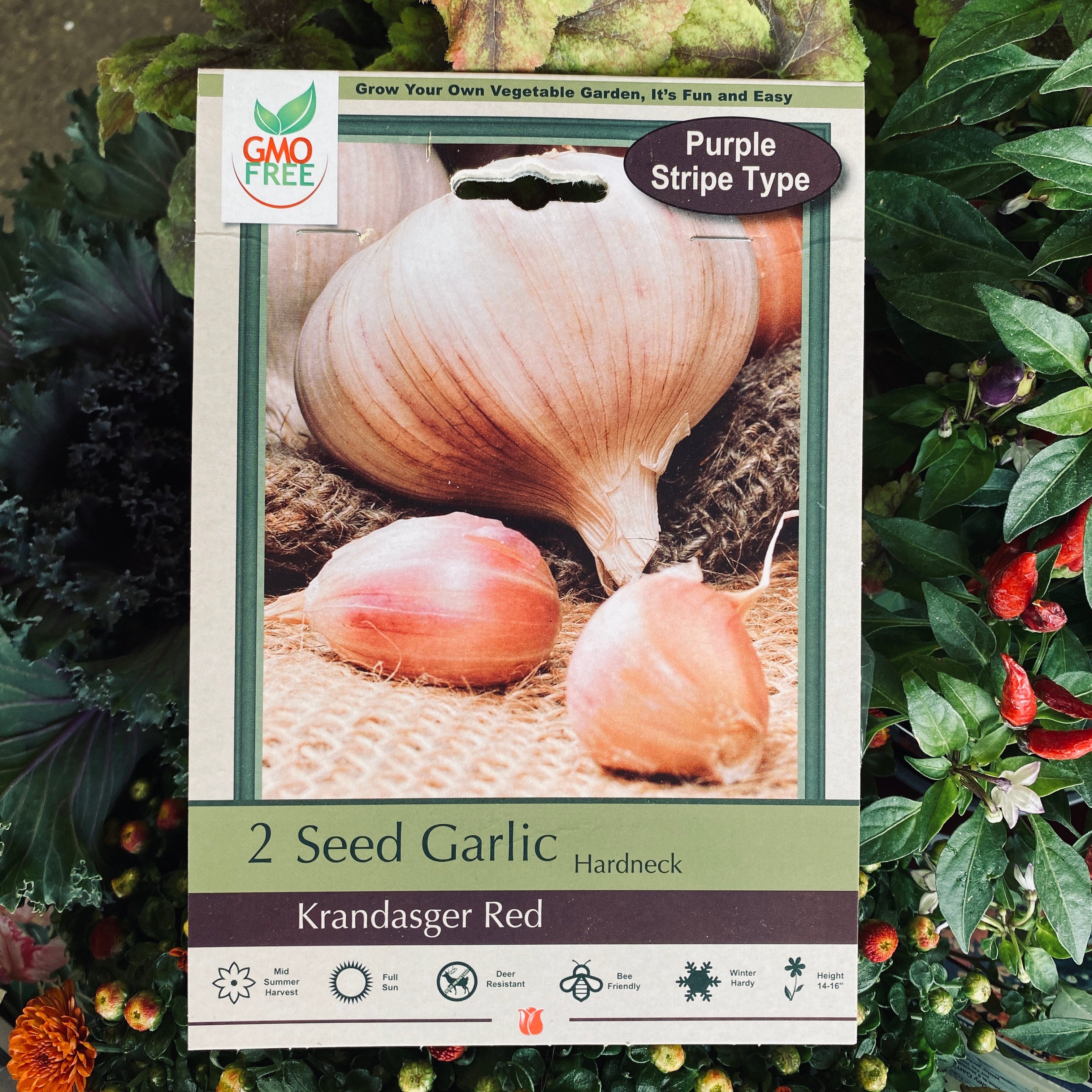 Seed Garlic Krandasger Red