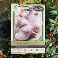 Seed Garlic Purple Glazer