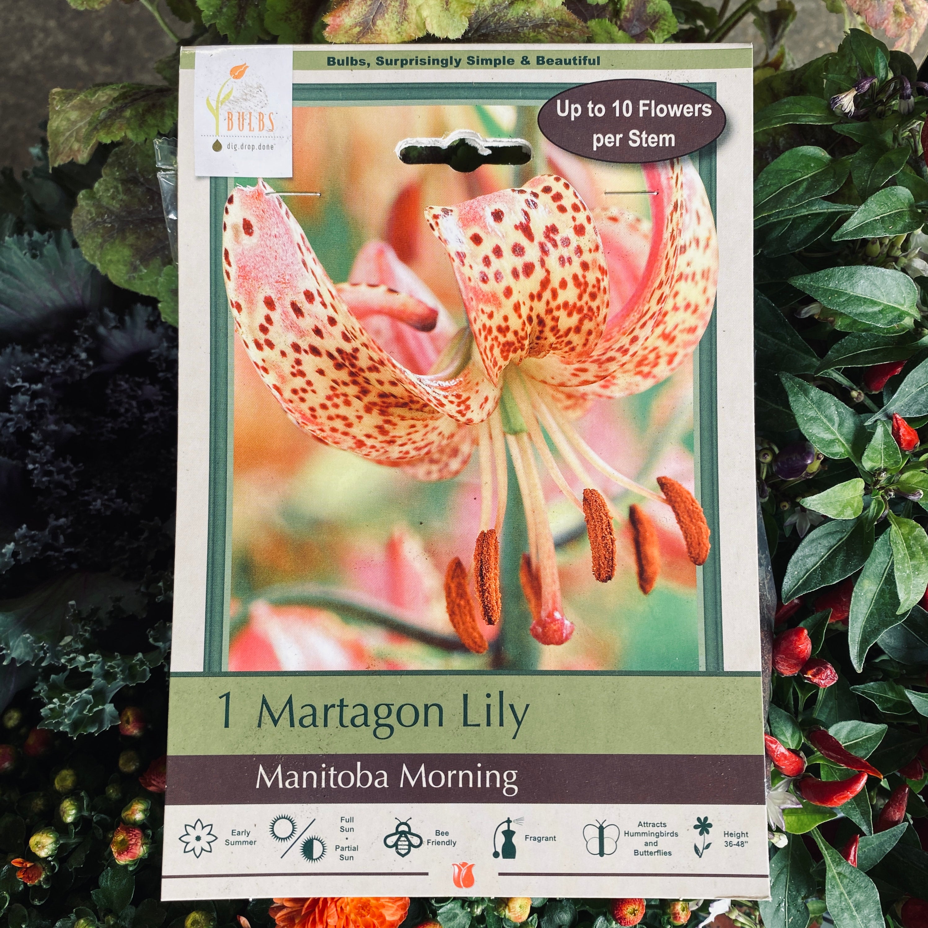 Martagon Lily Manitoba Morning