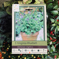 Mertensia Virginica/Virginia Bluebell
