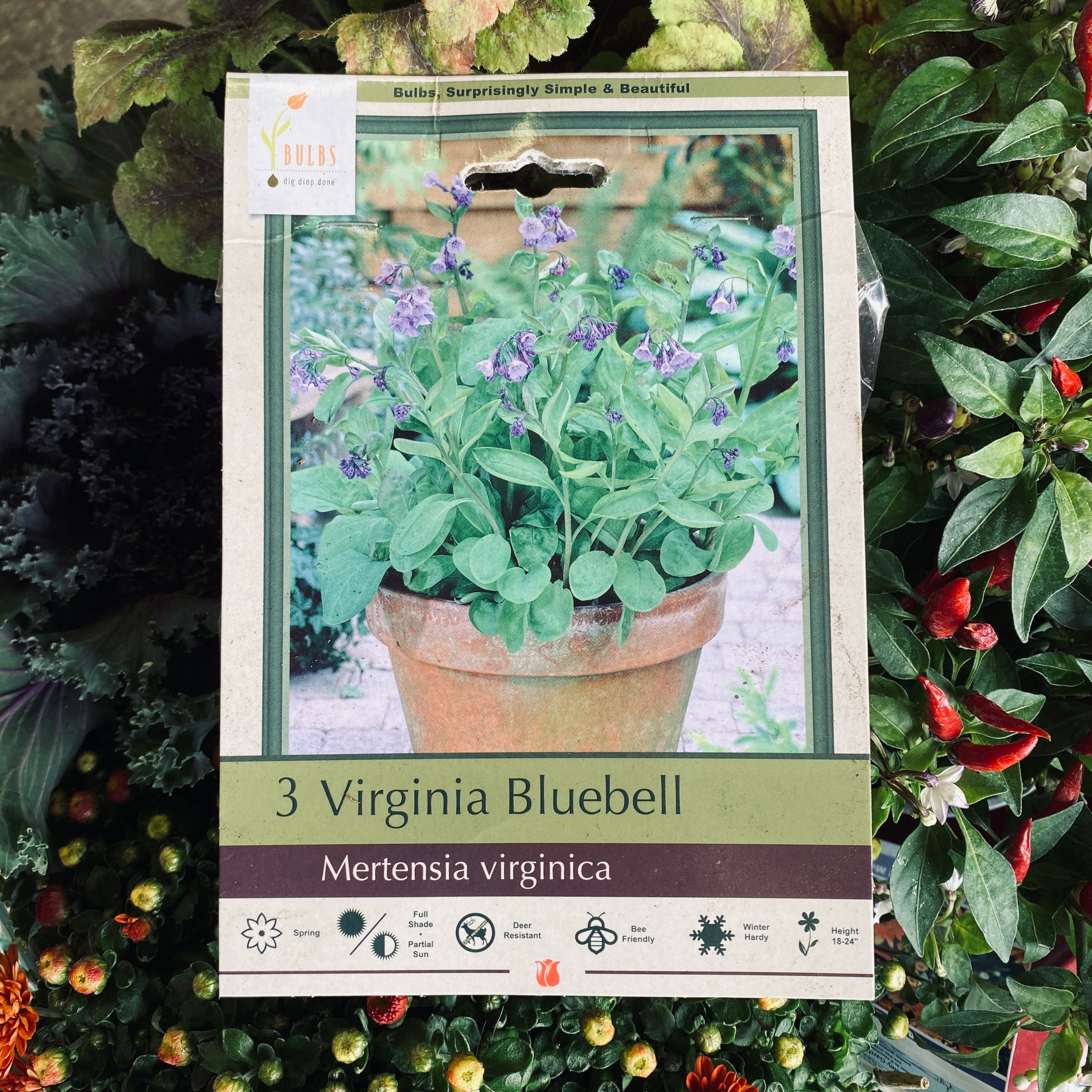 Mertensia Virginica/Virginia Bluebell