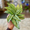 Calathea Vittata 4" Pot