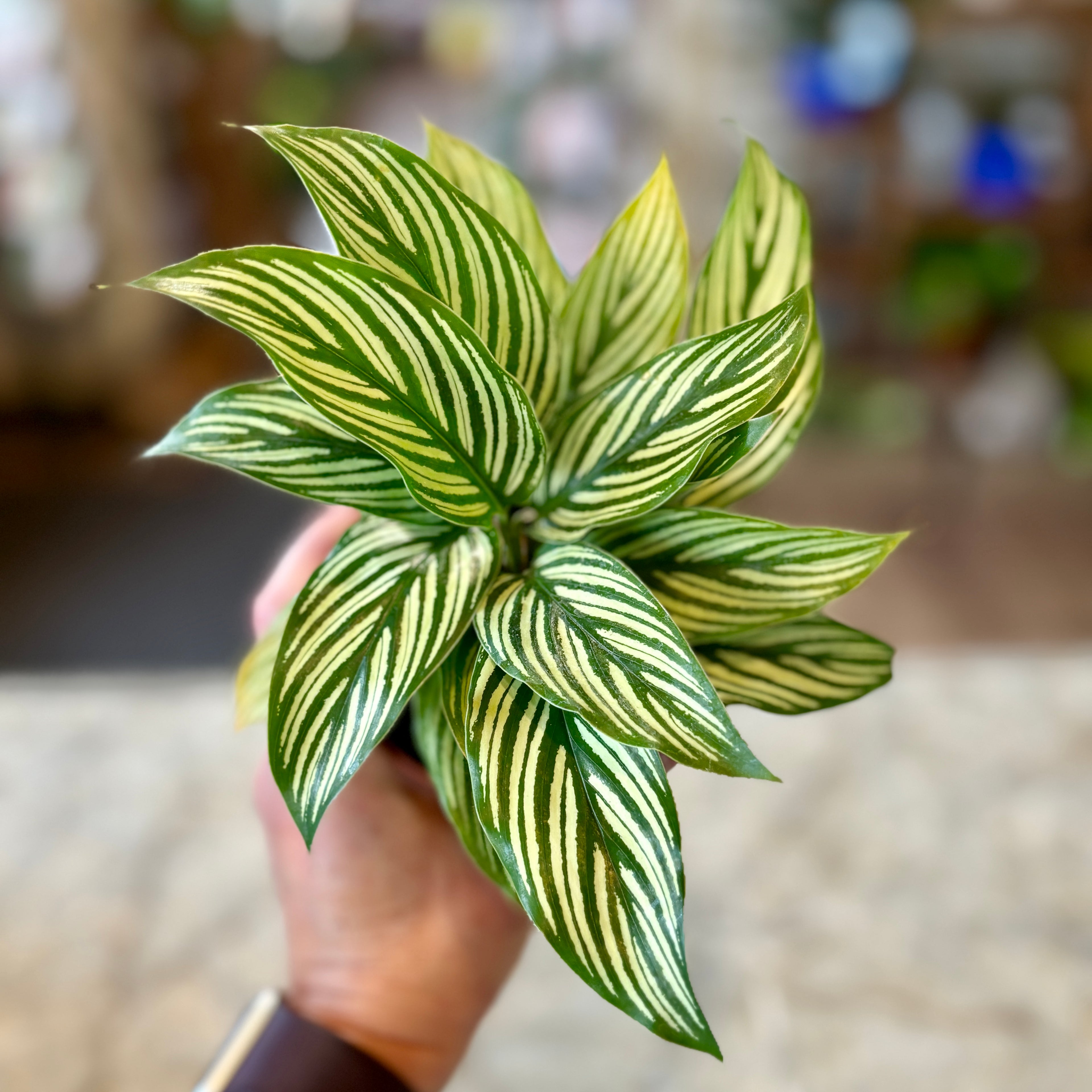 Calathea Vittata 4" Pot