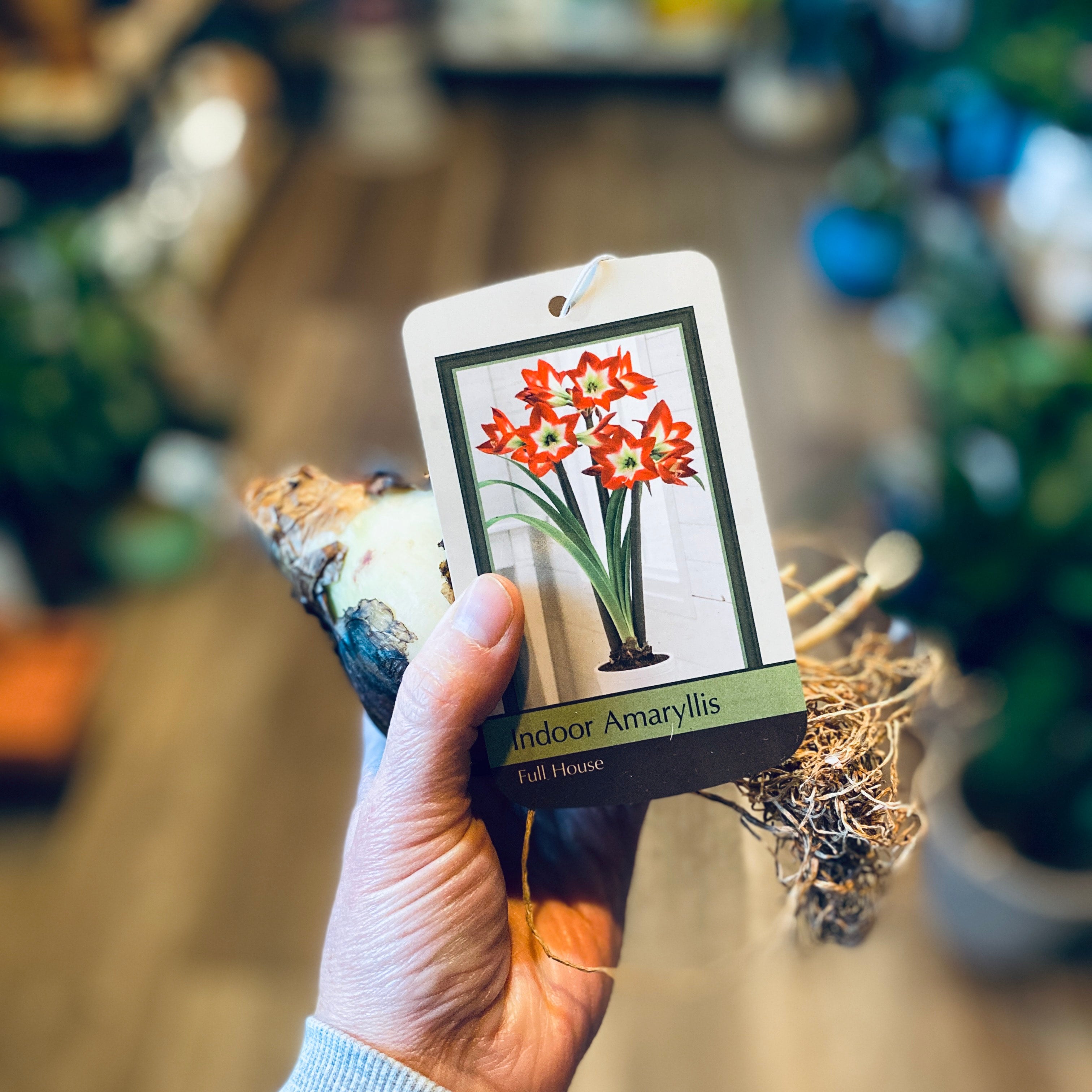Amaryllis Full House