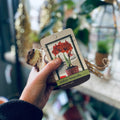 Amaryllis Double Dragon