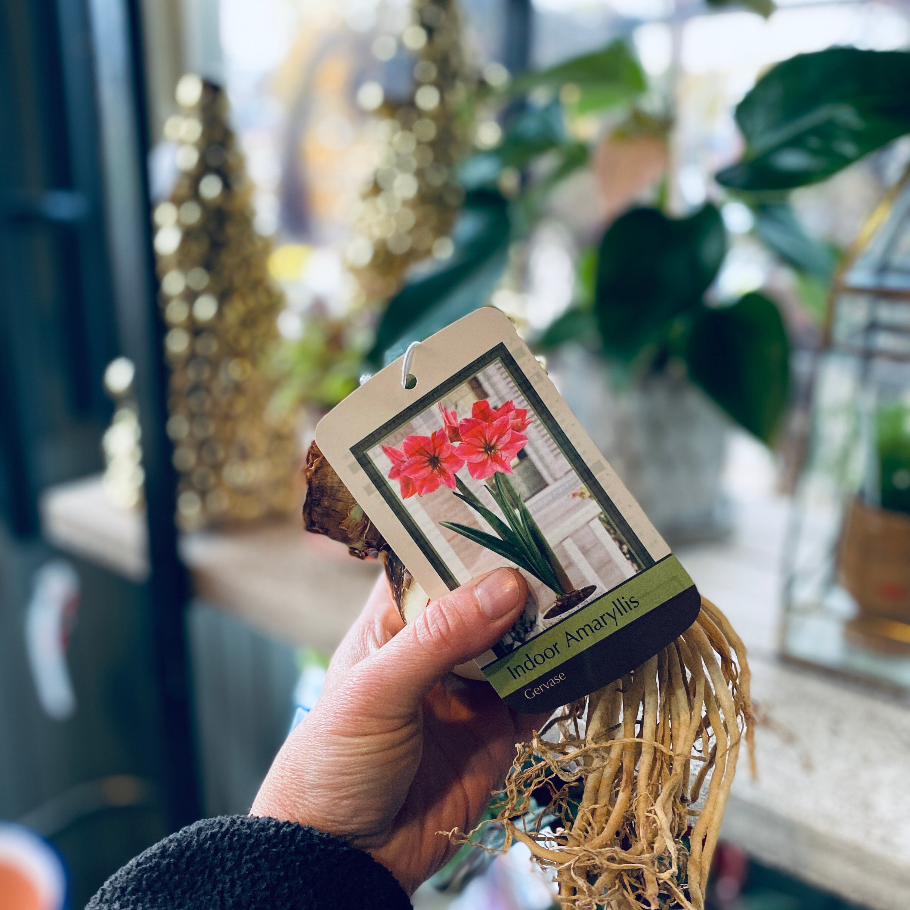 Amaryllis Gervase