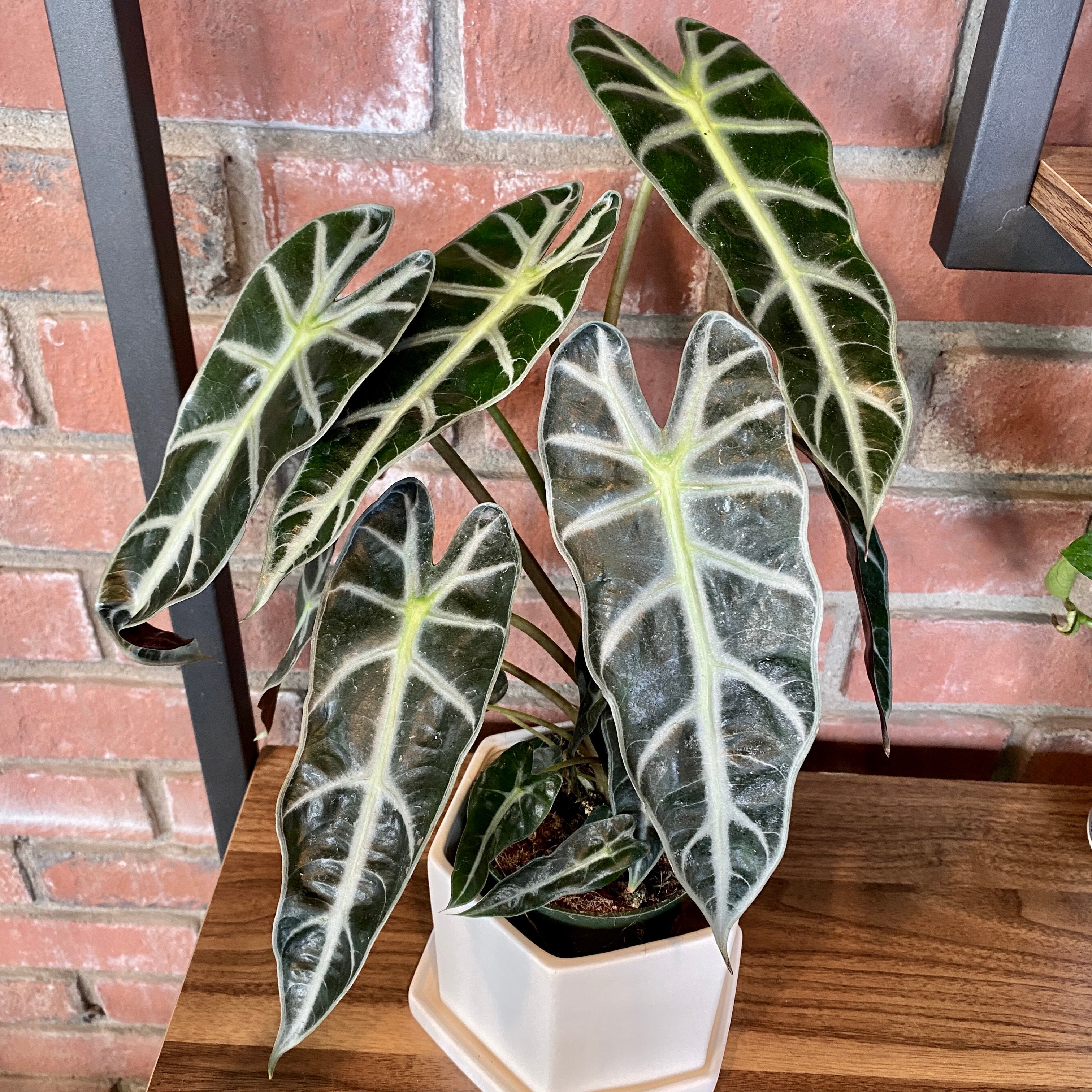Alocasia Bambino 4"