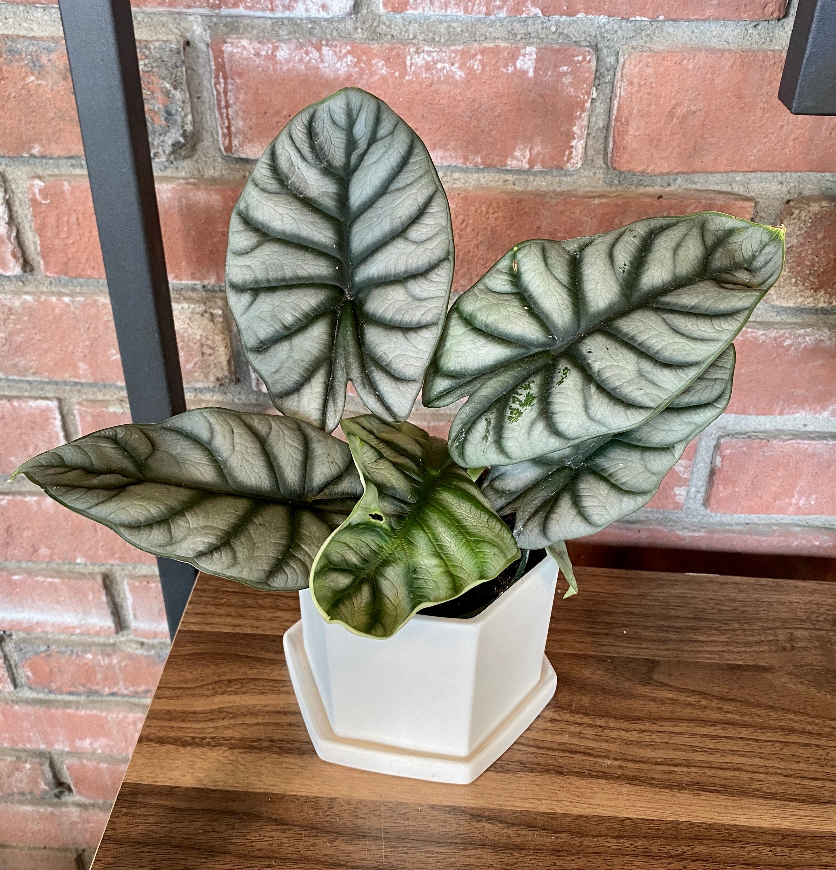 Alocasia Silver Dragon 6"