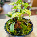 Dish Garden