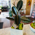 Ficus Elastica Planted In White Ceramic Pot