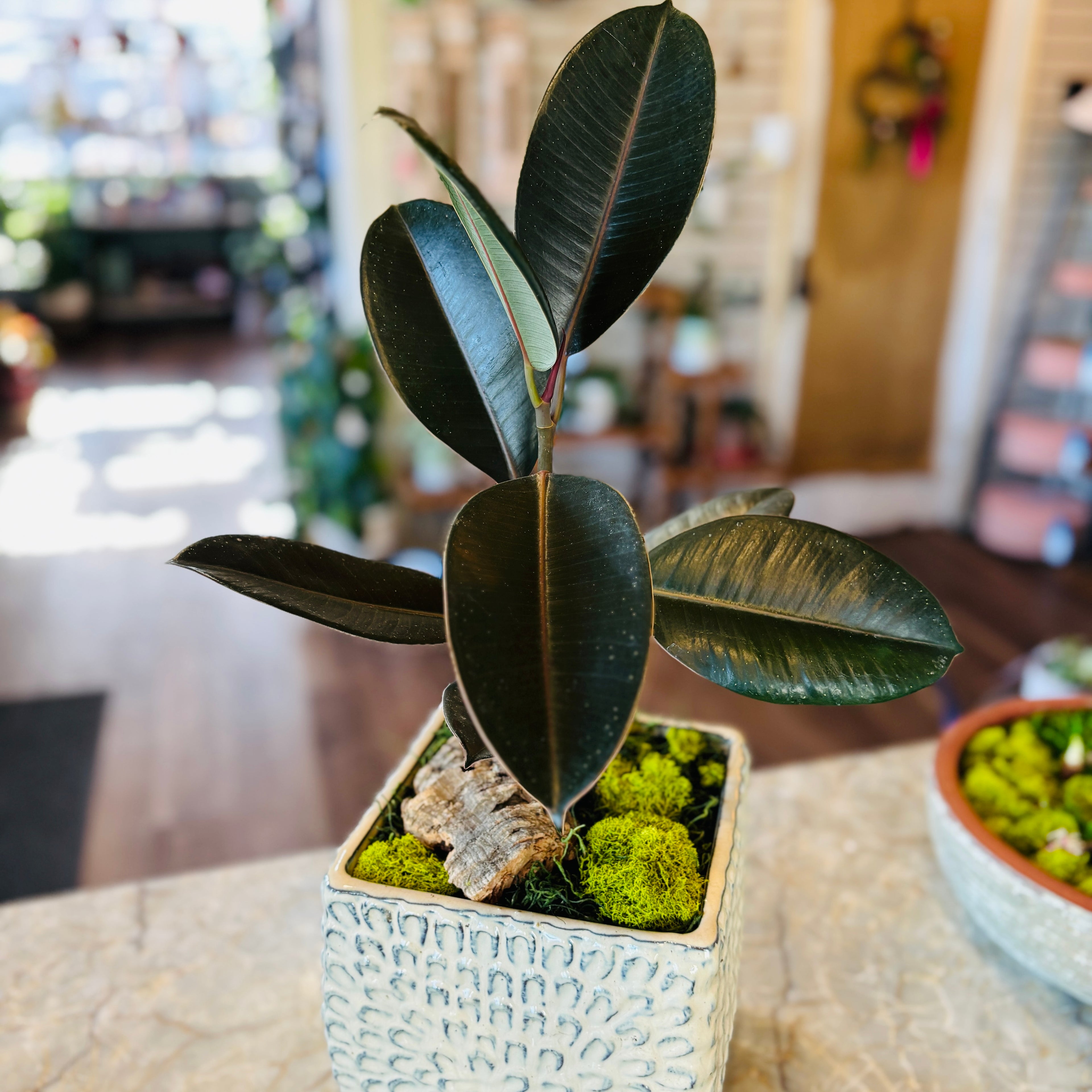 Ficus Elastica Planted In White Ceramic Pot