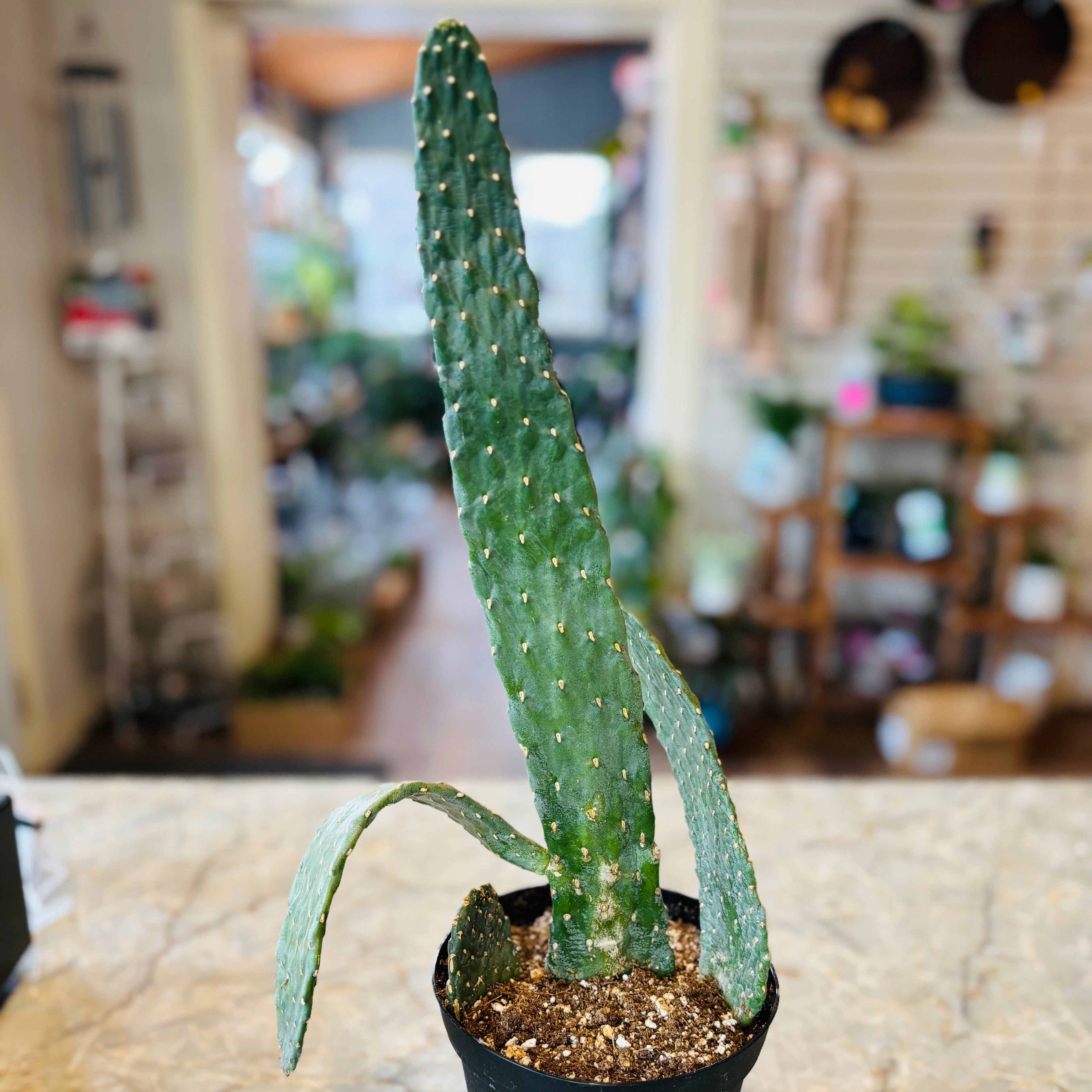 Opuntia 'Road Kill' Cactus 6"