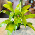 Dracaena 'Limelight'