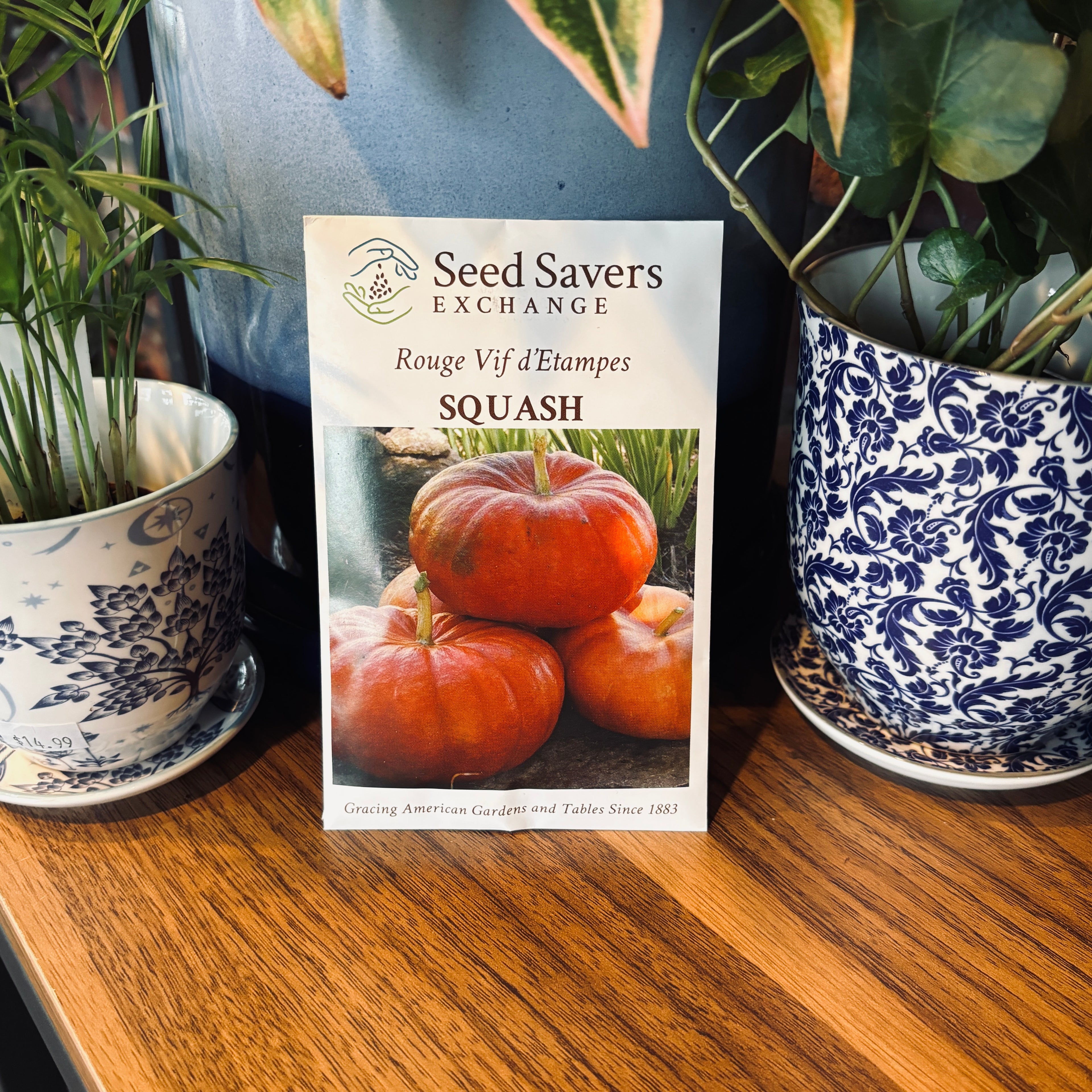 Squash Rouge Vif D'Etampes