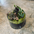Terrariums 101